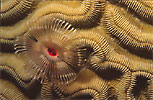 Feather Duster Worm