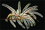 Feather Star (Crinoid)