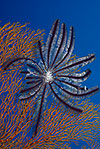 Feather Star