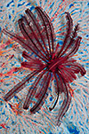 Feather Star