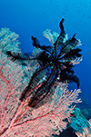 Feather Star