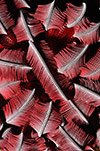 Feather Star