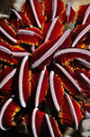 Feather Star