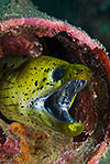 Fimbriated Moray