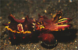 Flamboyant Cuttlefish