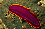 Flatworm