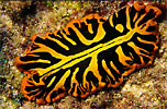 Flatworm (Pseudoceros)