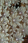 Flower Soft Coral