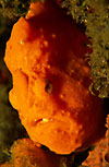 Frogfish