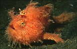 Striped Frogfish