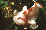 Juvenile Warty Frogfish