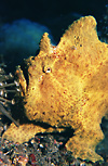 Giant Frogfish