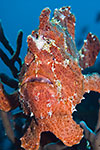 Giant Frogfish