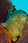 Giant Frogfish