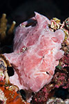 Giant Frogfish