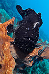 Giant Frogfish