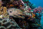 Giant Moray