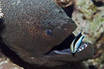 Giant Moray and Cleaner Wrasse 