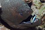 Giant Moray and Cleaner Wrasse