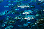 Giant Trevally shoal