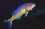 Yellowsaddle Goatfish