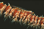 Goby on whip coral
