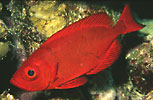 Goggle-eye (Bigeye)