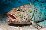 Greasy Grouper