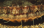 Great Scallop
