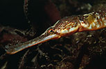 Greater Pipefish