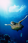 Green Turtle