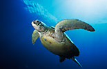 Green Turtle