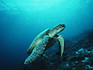 Green Turtle