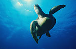 Green Turtle