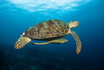 Green Turtle and Remora
