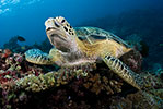 Green Turtle