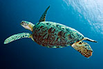 Green Turtle