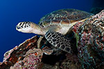 Green Turtle