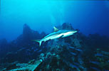 Grey reef shark