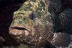 Grouper