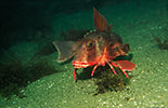 Red Gurnard