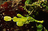 Halimeda Ghost Pipefish