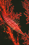 Longnose Hawkfish