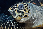 Hawksbill Turtle