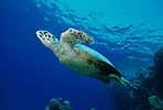 Hawksbill Turtle 