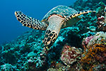 Hawksbill Turtle