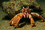 Common Hermit Crab