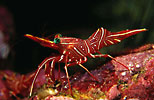 Hinge-beak Shrimp