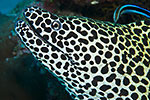 Honeycomb Moray