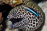 Honeycomb Moray